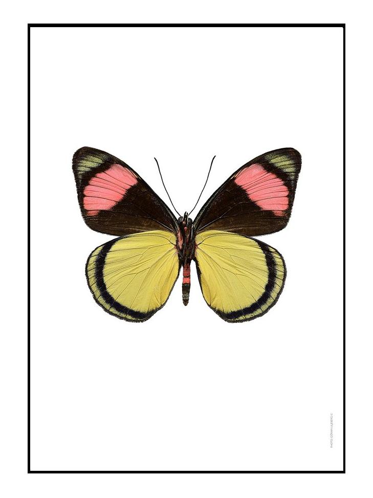 Batesia Chrysochlora Underside Picture