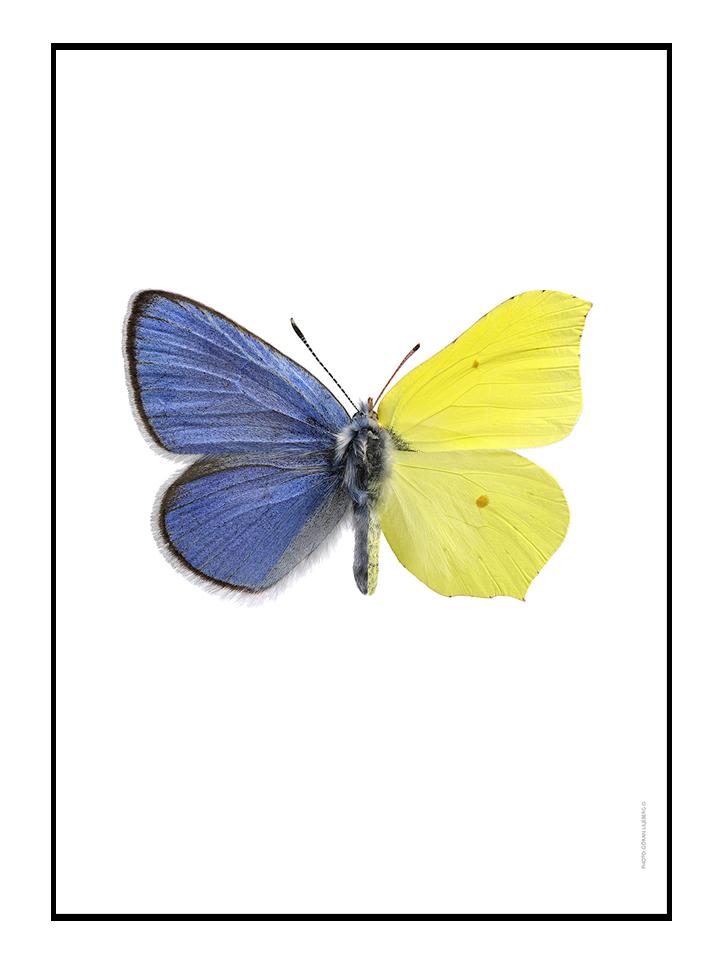 Blue Brimstone Picture 50 x 70 cm