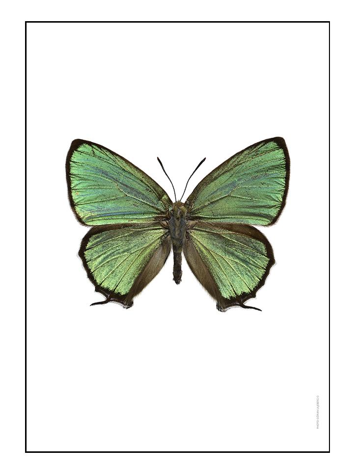 Chrysozephyrus Ataxus Picture