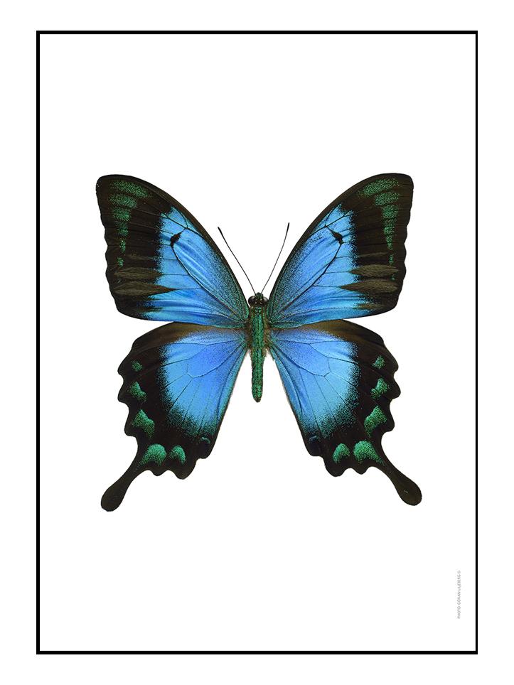 Papilio lorquinianus Picture