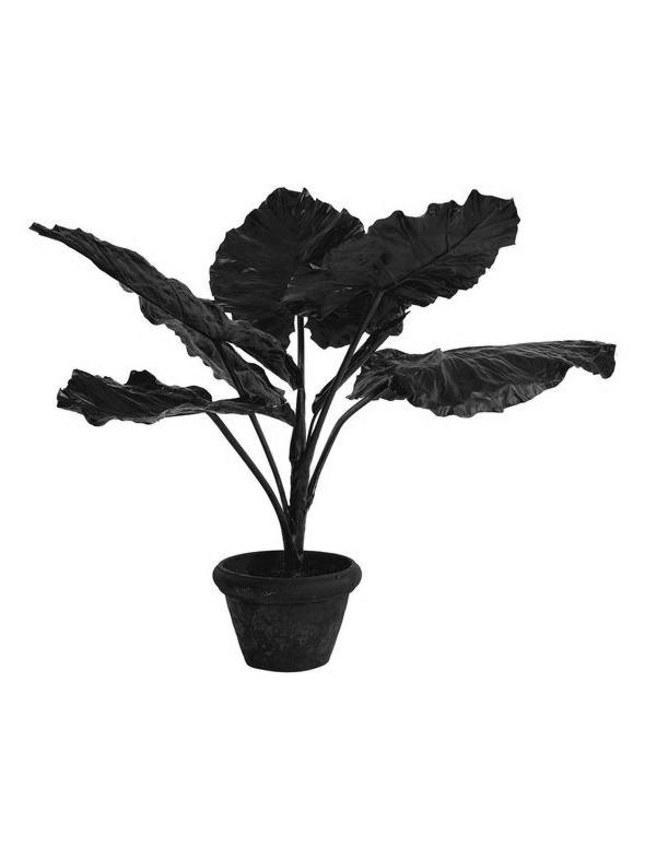 Taro In Pot Black -Decorative Object