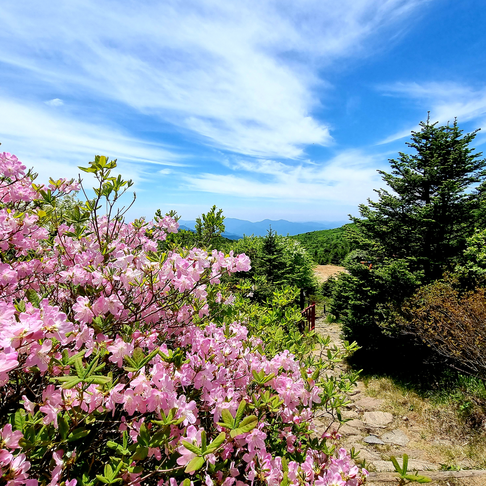 지리산 주능선 가운데 펼쳐진 세석평전
