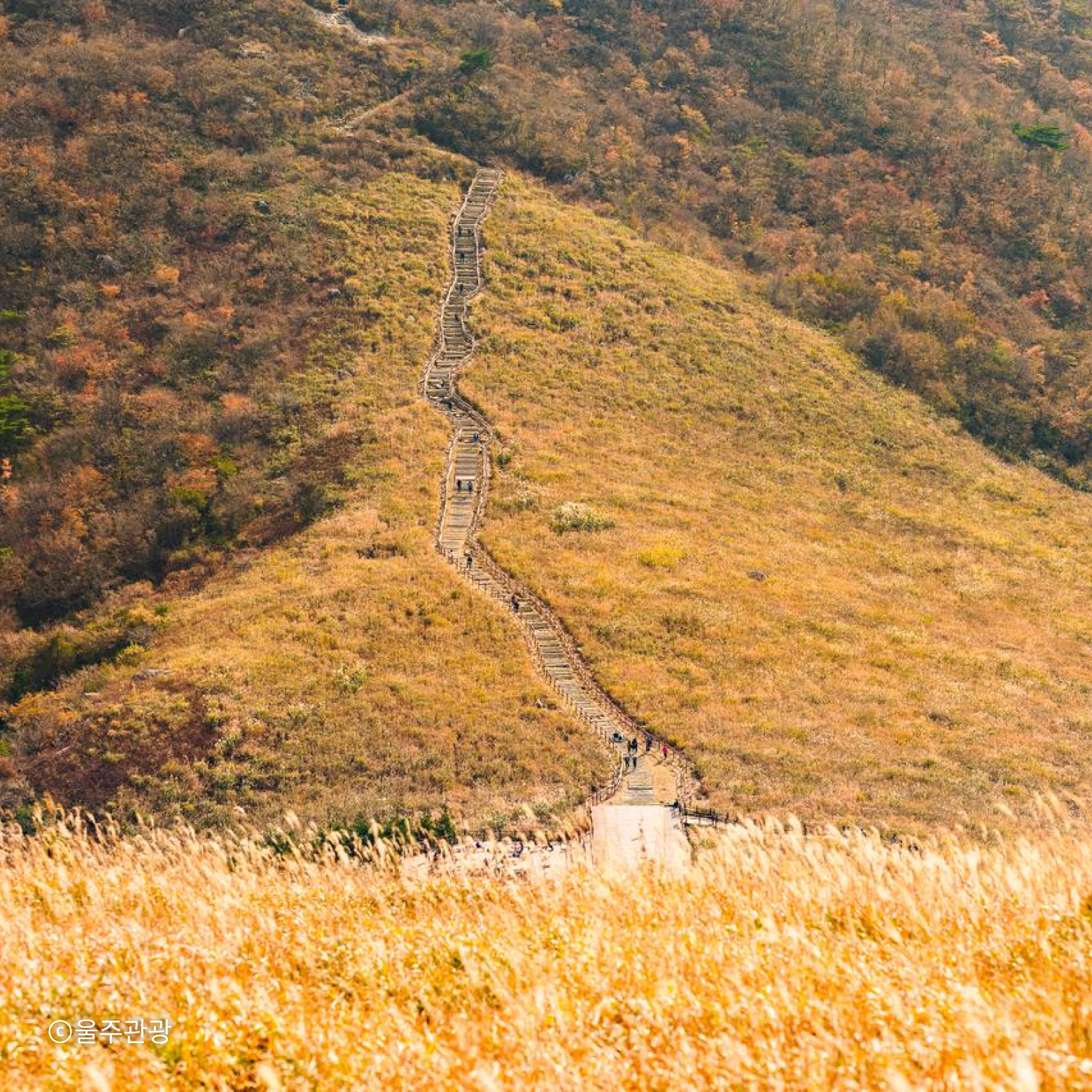신불산 억새평전