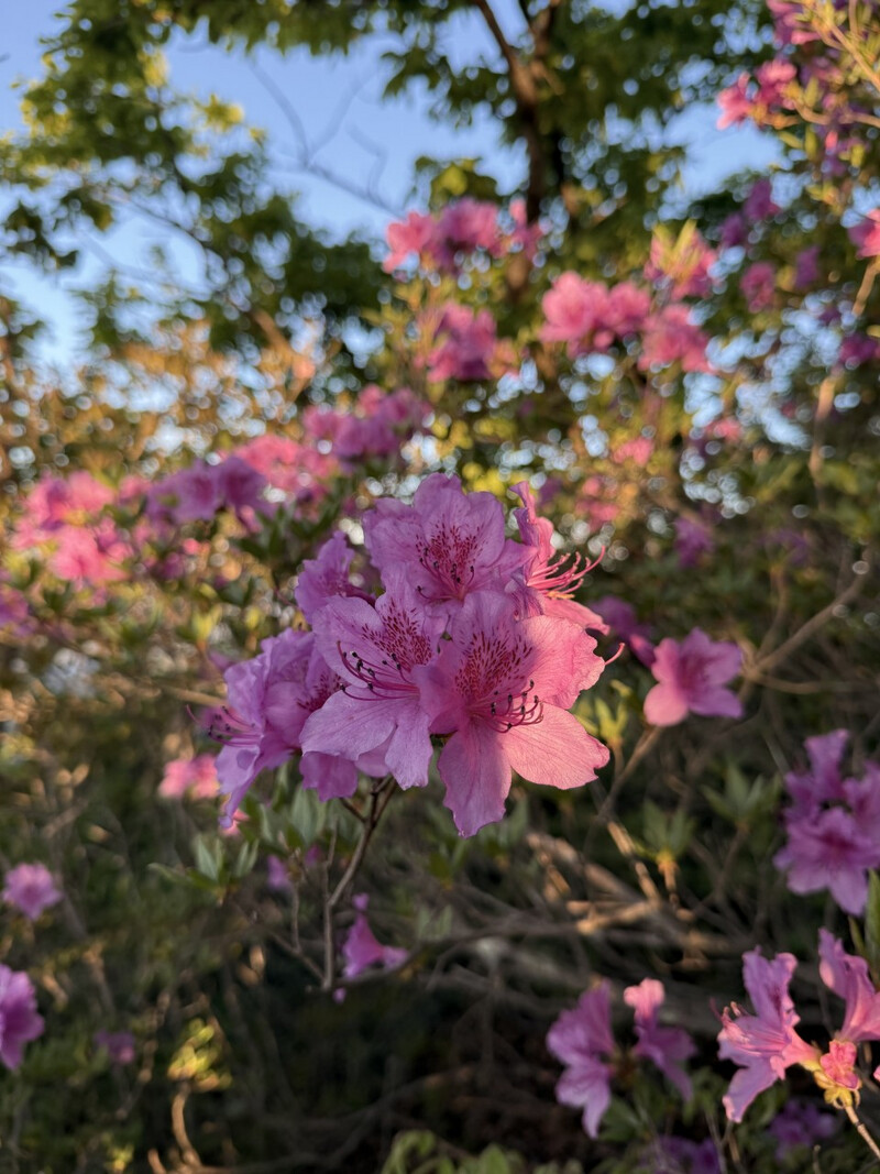 소식