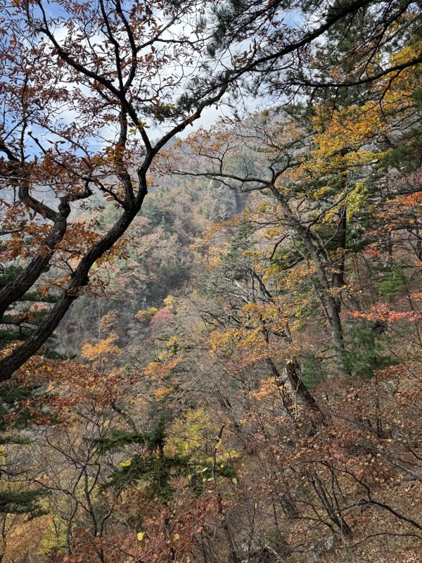 오색, 한계령 단풍현황
