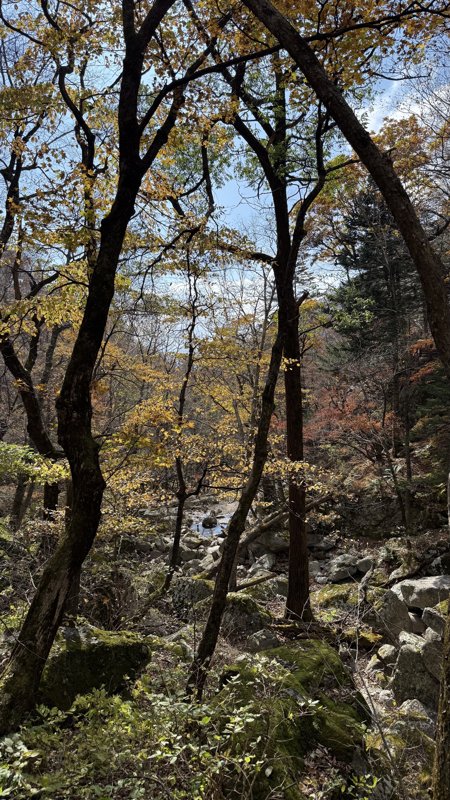 오색, 한계령 단풍현황